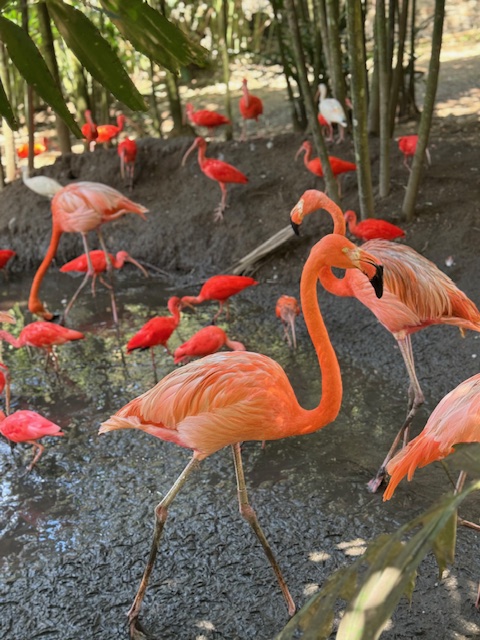 Bright pink flamingos in a tropical habitat