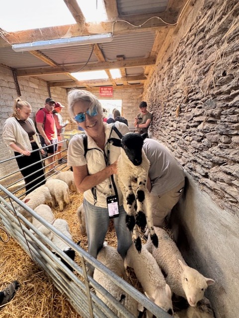 Lambs in Ireland